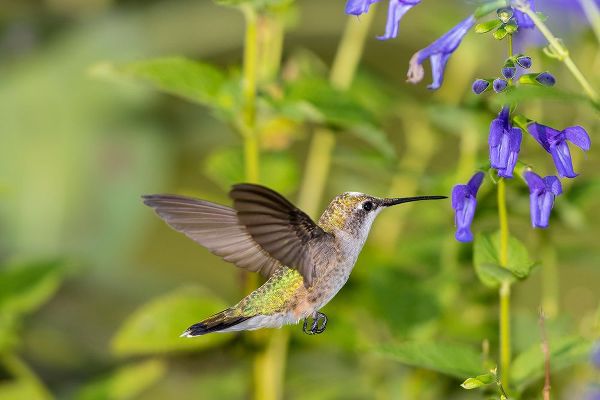 Day, Richard and Susan 아티스트의 Ruby-throated Hummingbird-Archilochus colubris-at Blue Ensign Salvia-Salvia guaranitica-Marion Coun작품입니다.
